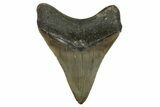 Serrated, Fossil Megalodon Tooth - North Carolina #308570-1